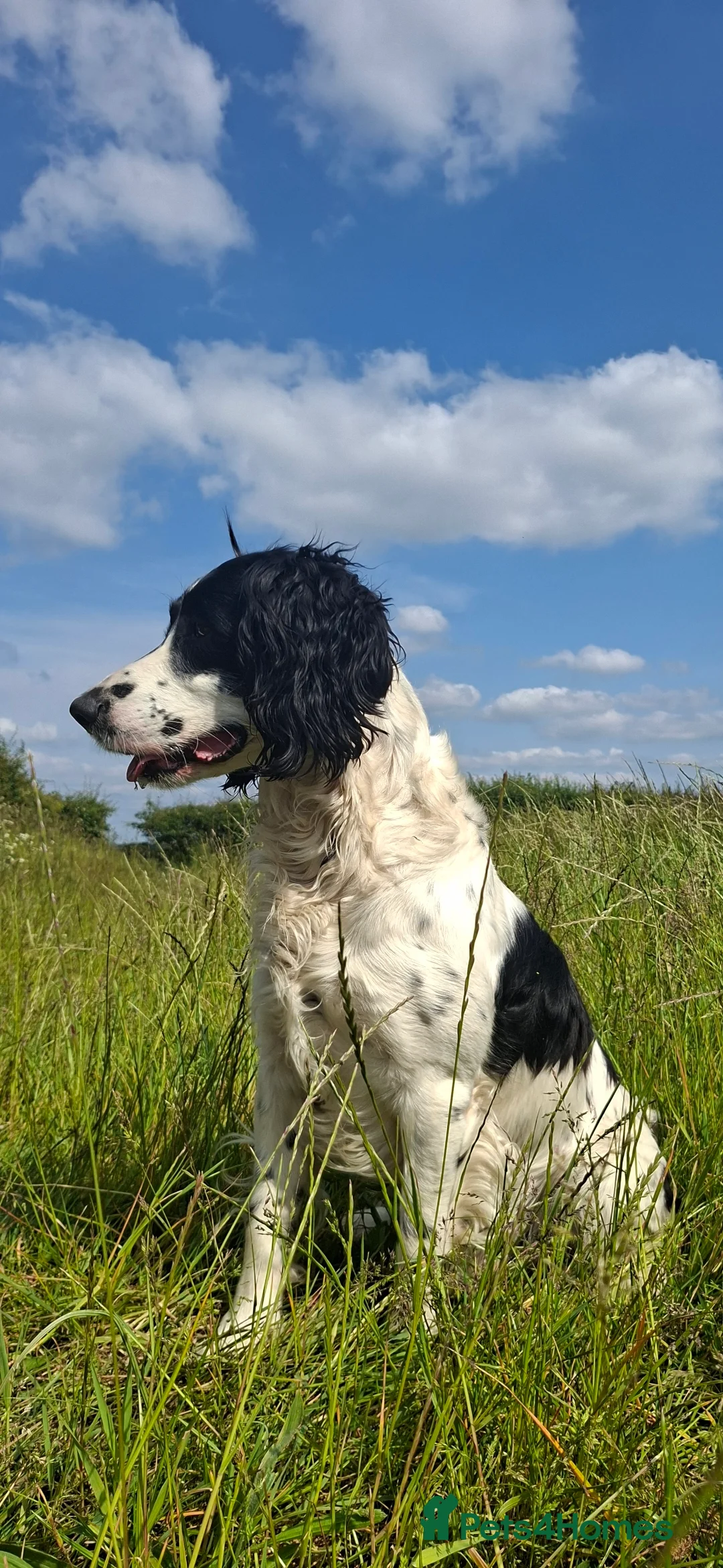 English Springer Spaniel dogs for stud: English springer spaniel  in Wolverhampton - Advert 3