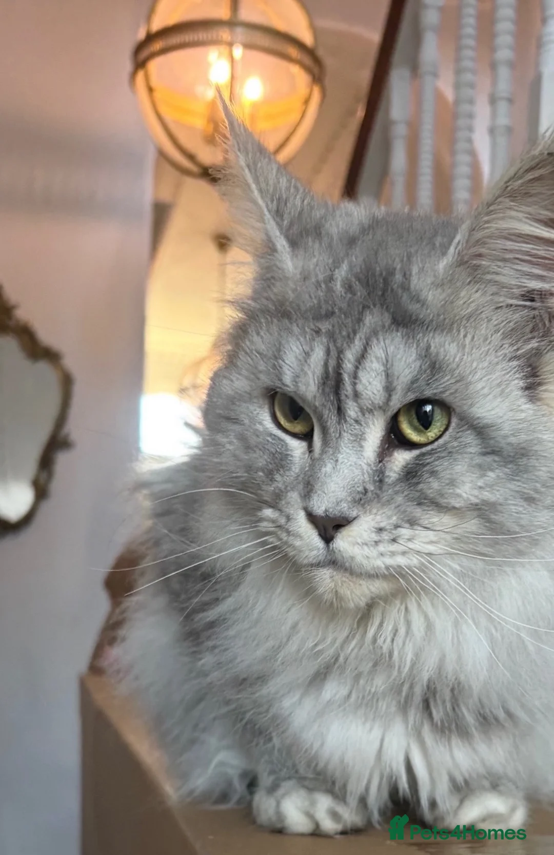 Maine Coon cats for sale: XL TICA REG ACTIVE 1 GIRL ONLY - Advert 1