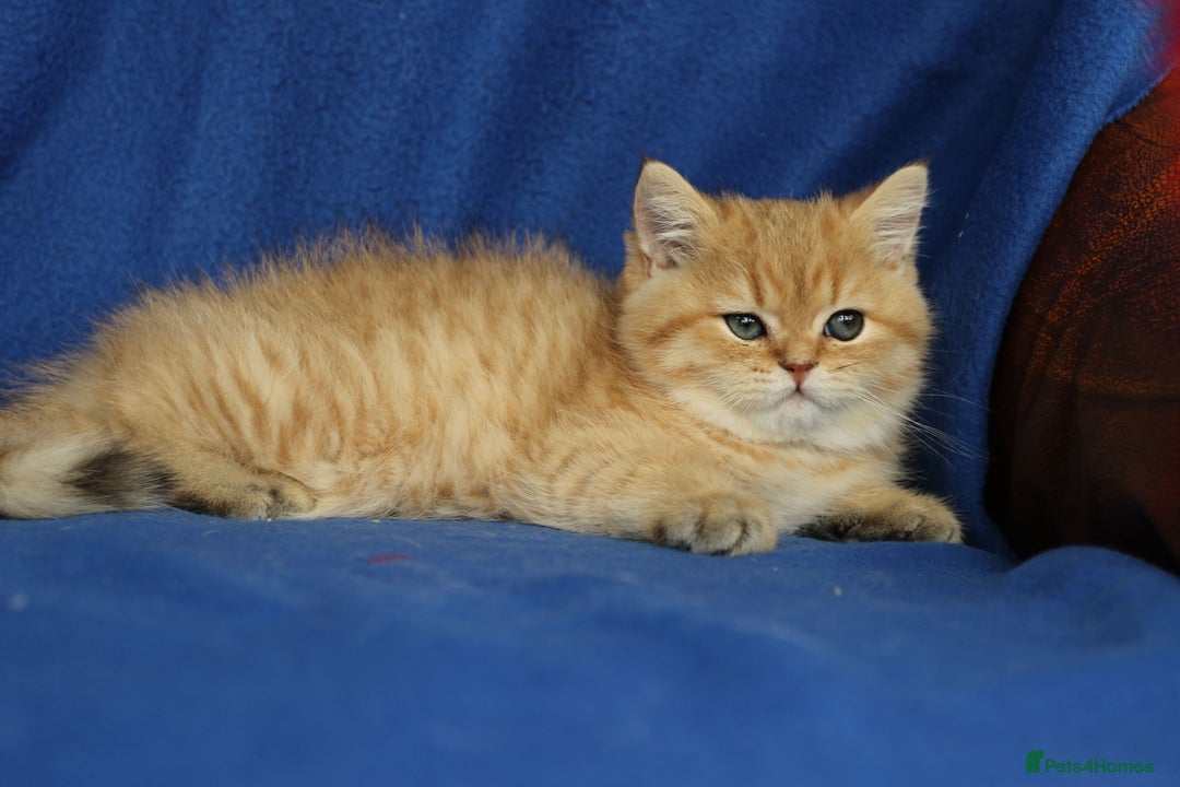 Exotic cats for sale: Beautiful golden male exotic kitten  - Image 6