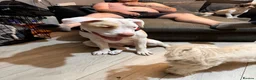 American Bull Staffy dogs for sale: American bull dog cross staffy in Barnsley - Advert 3