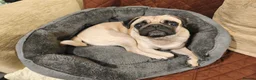 Pug dogs for sale: Three year old female pug called Ruby - Advert 6