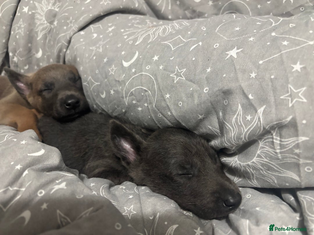 Belgian Shepherd Dog dogs for sale: Blue dutch herder puppy - Image 11