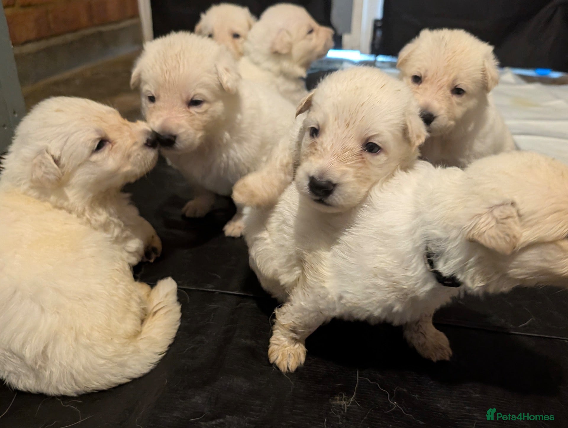 German Shepherd dogs Beautiful White Pedigree German Shepherd Puppies - Advert 1