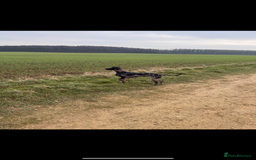 Whippet dogs for sale: Beautiful working whippets  - Image 12