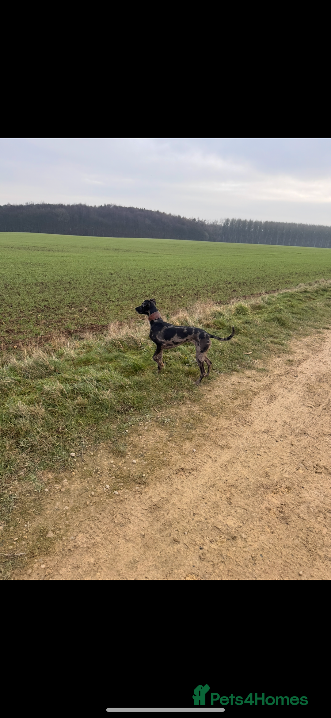 Whippet dogs for sale: Beautiful working whippets  - Image 12