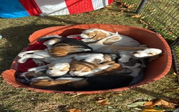 Beagle dogs for sale: Male Beagle Puppies  - Image 15