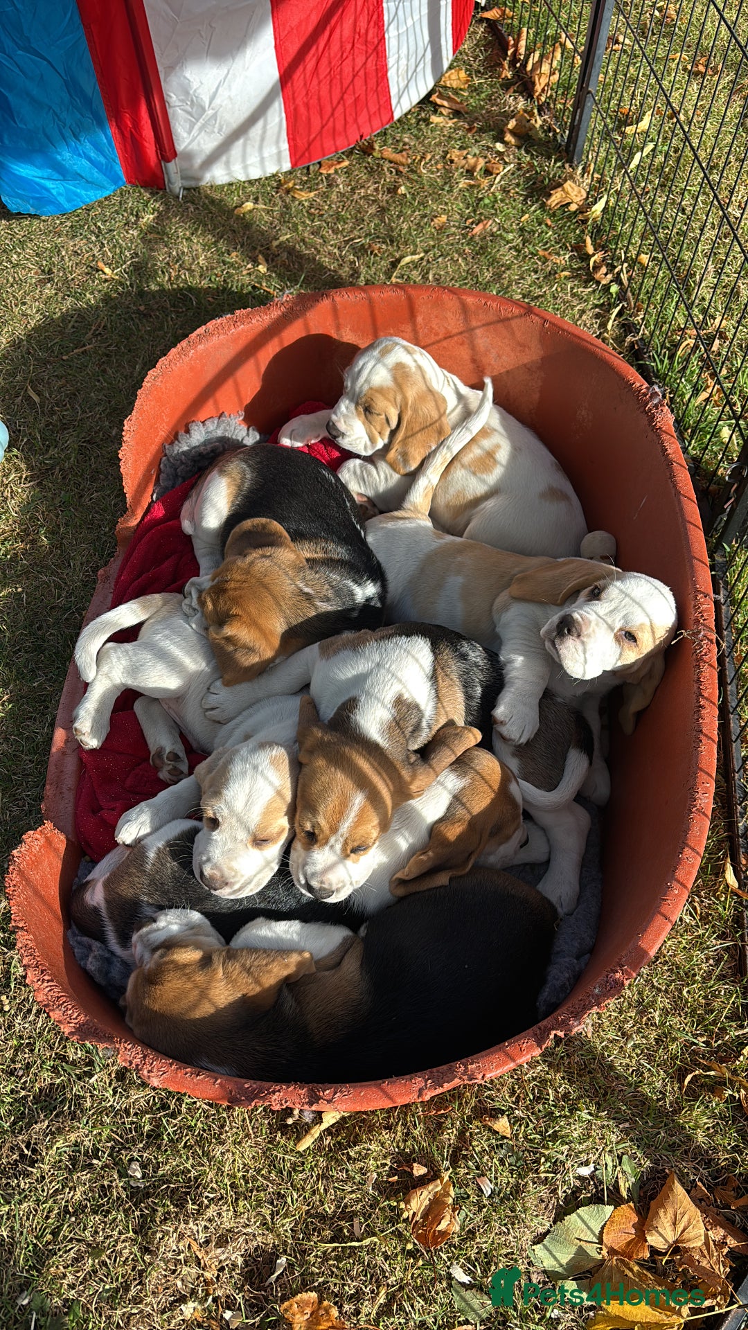 Beagle dogs for sale: Male Beagle Puppies  - Image 15