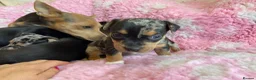Jack Russell dogs for sale: Exquisite Rare Merle & black & tan - Advert 16