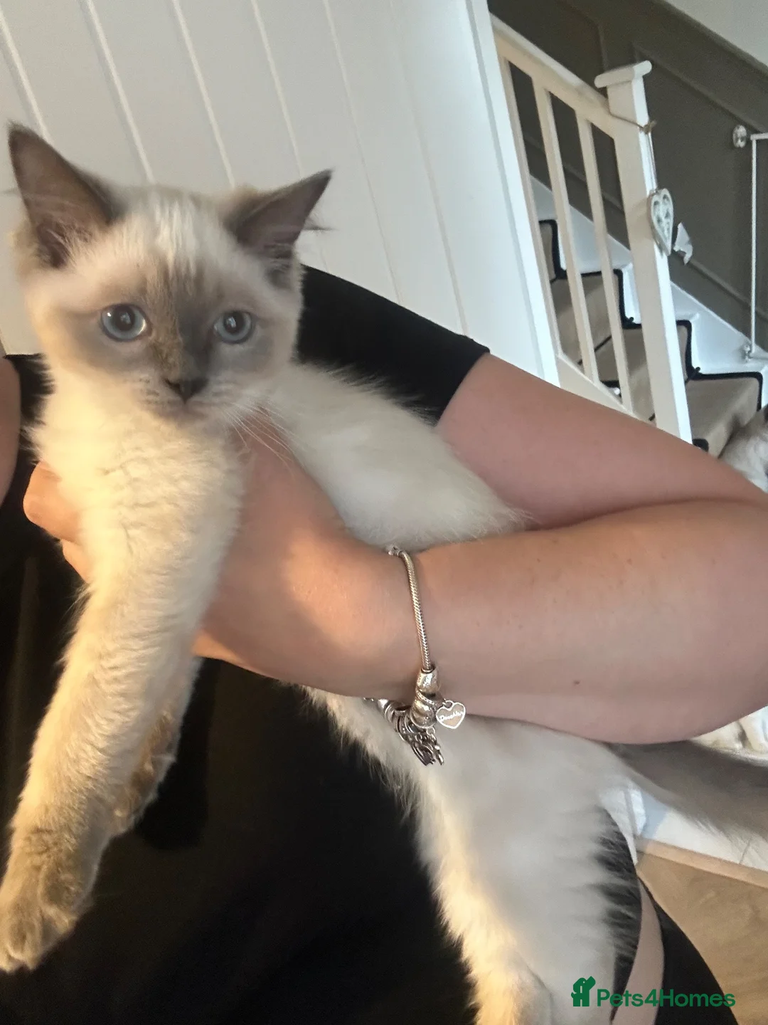 Ragdoll cats for sale: Ragdoll kittens ready now  - Advert 1