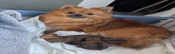 Pomeranian dogs for sale: 🐾 5 Pom Puppies Looking for Their Forever Homes  in Plymouth - Advert 19