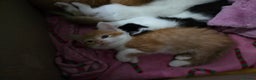 Domestic Shorthair cats for sale: 2 ginger boys - Advert 4