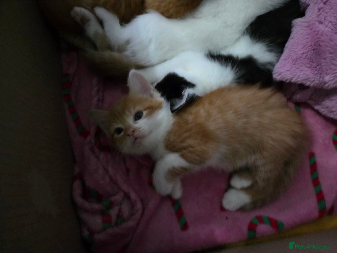 Domestic Shorthair cats for sale: 2 ginger boys - Advert 4