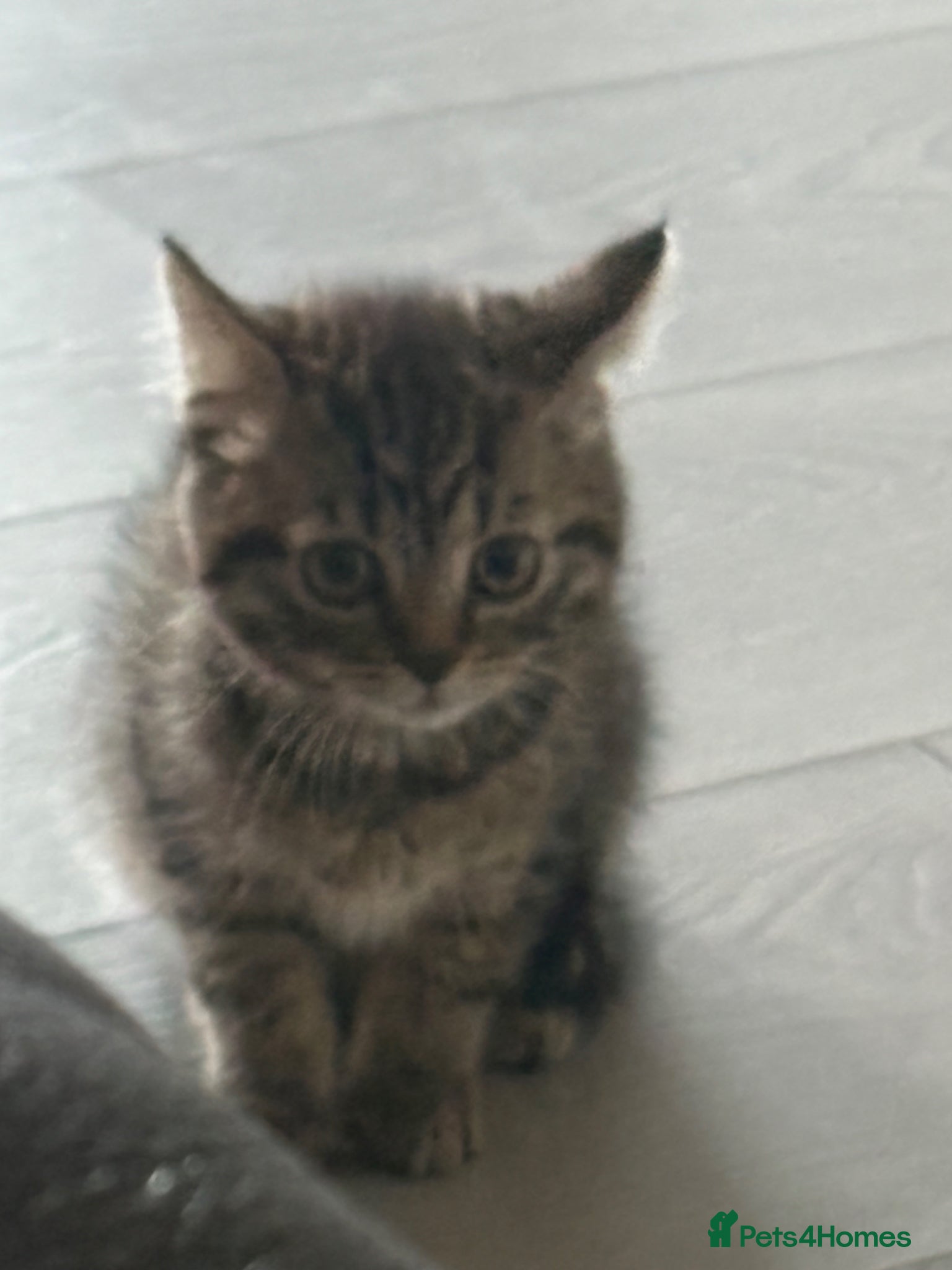 British Shorthair cats for sale: British tabby kitten for sale (Shanti) - Advert 7
