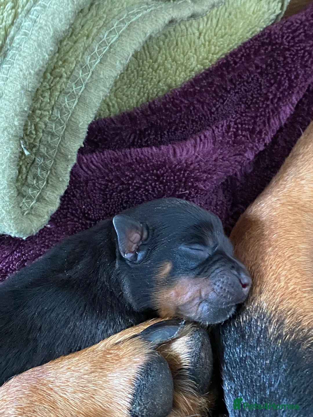 Rottweiler dogs for sale: Female Rottweilers  - Advert 7