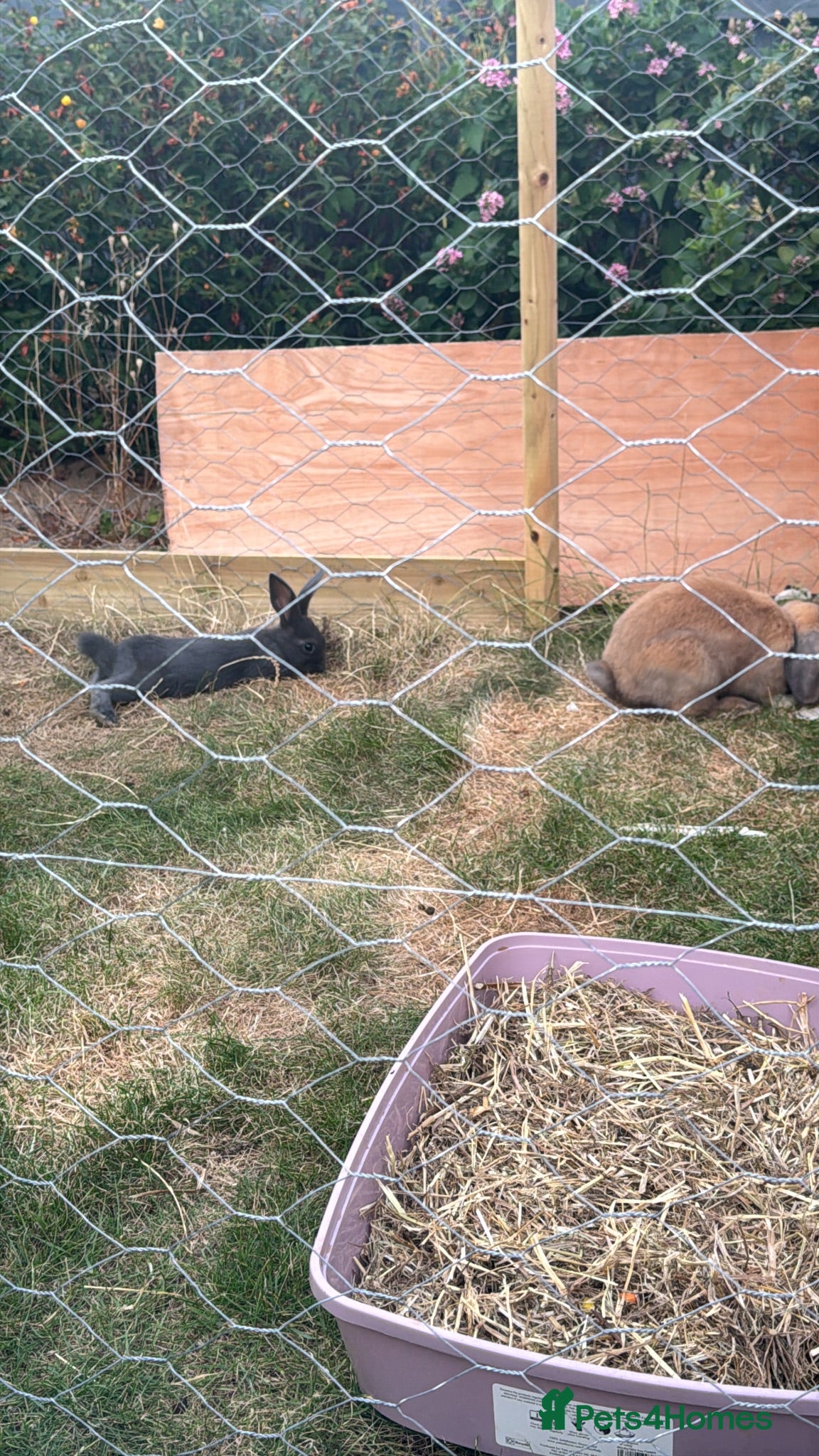 Mixed Breed rabbits rabbits  - Advert 2