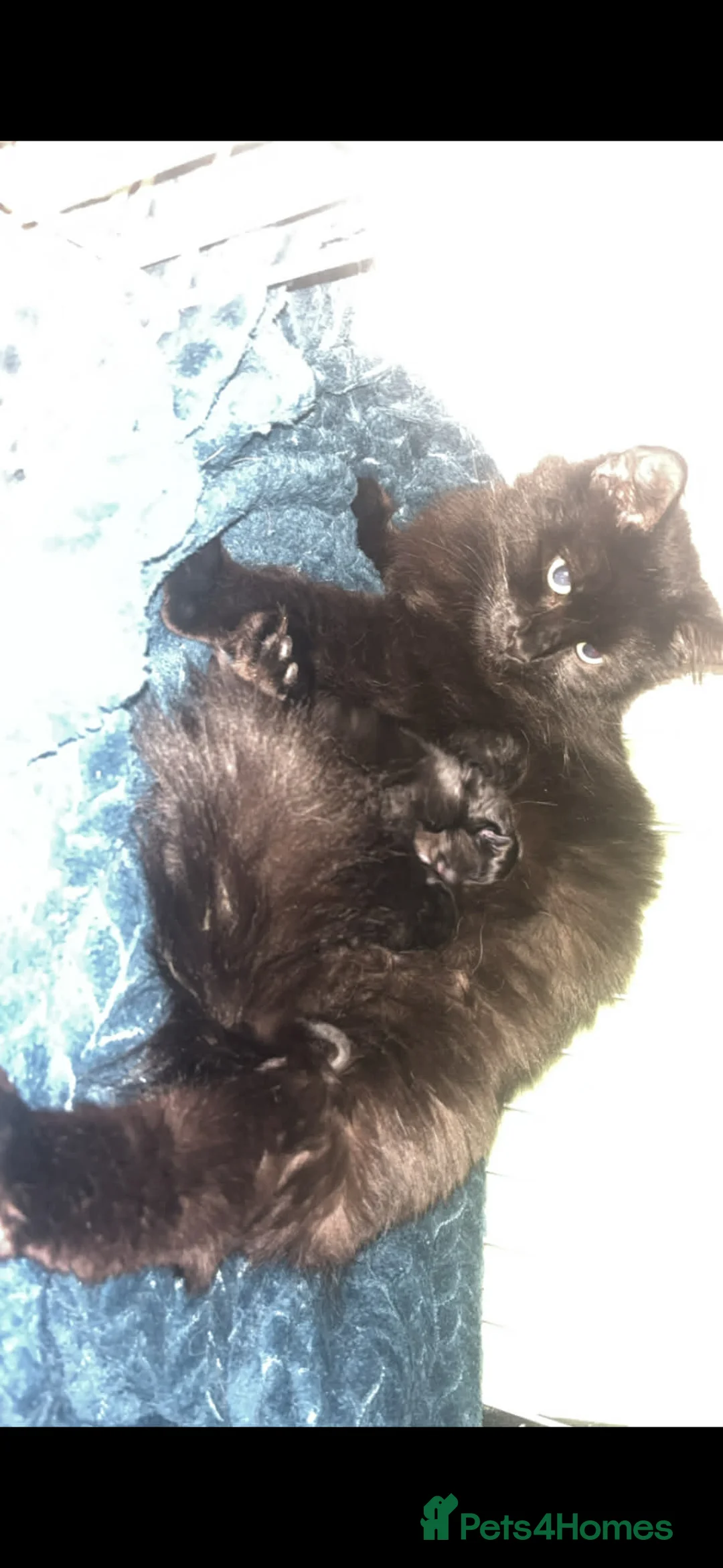 Mixed Breed cats for sale: 3 black kittens and 1 with white spot under neck in Sudbury - Advert 2