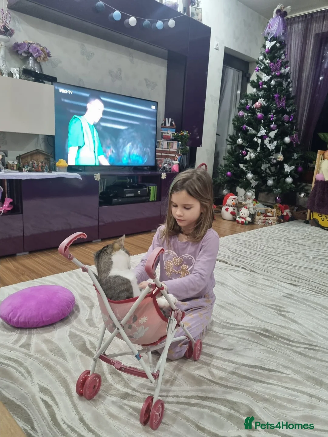 Mixed Breed cats for sale: TOMMY -a very friendly boy who needs a Loving Home - Advert 13