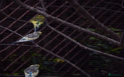 Budgerigars birds for sale: Aviary Bred Budgie Chicks 12 Weeks - Image 2