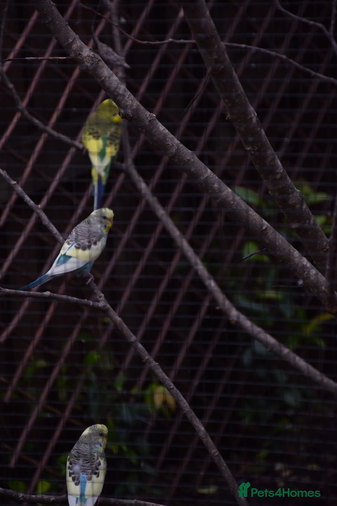 Budgerigars birds for sale: Aviary Bred Budgie Chicks 12 Weeks - Image 2