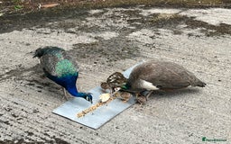 Peafowl poultry for sale: Peacocks, Peahens and Peachicks for sale  - Image 7