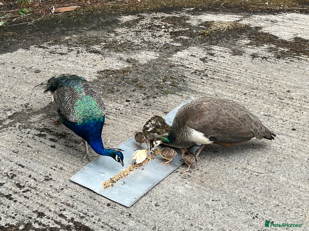Peafowl poultry for sale: Peacocks, Peahens and Peachicks for sale  - Image 7