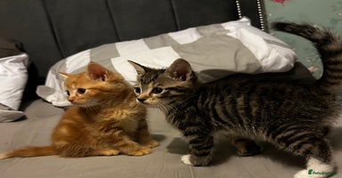 Domestic Shorthair cats - Advert 12