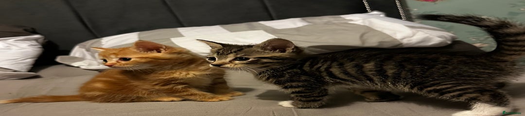 Domestic Shorthair Kitten 1