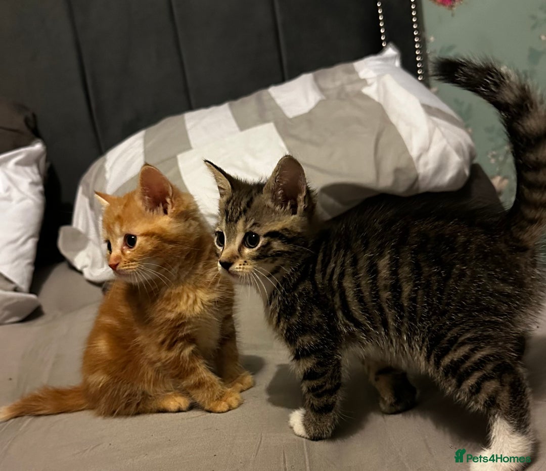 Domestic Shorthair cats for sale: 4 beautiful kittens, 2 boys and 2 girls - Image 2
