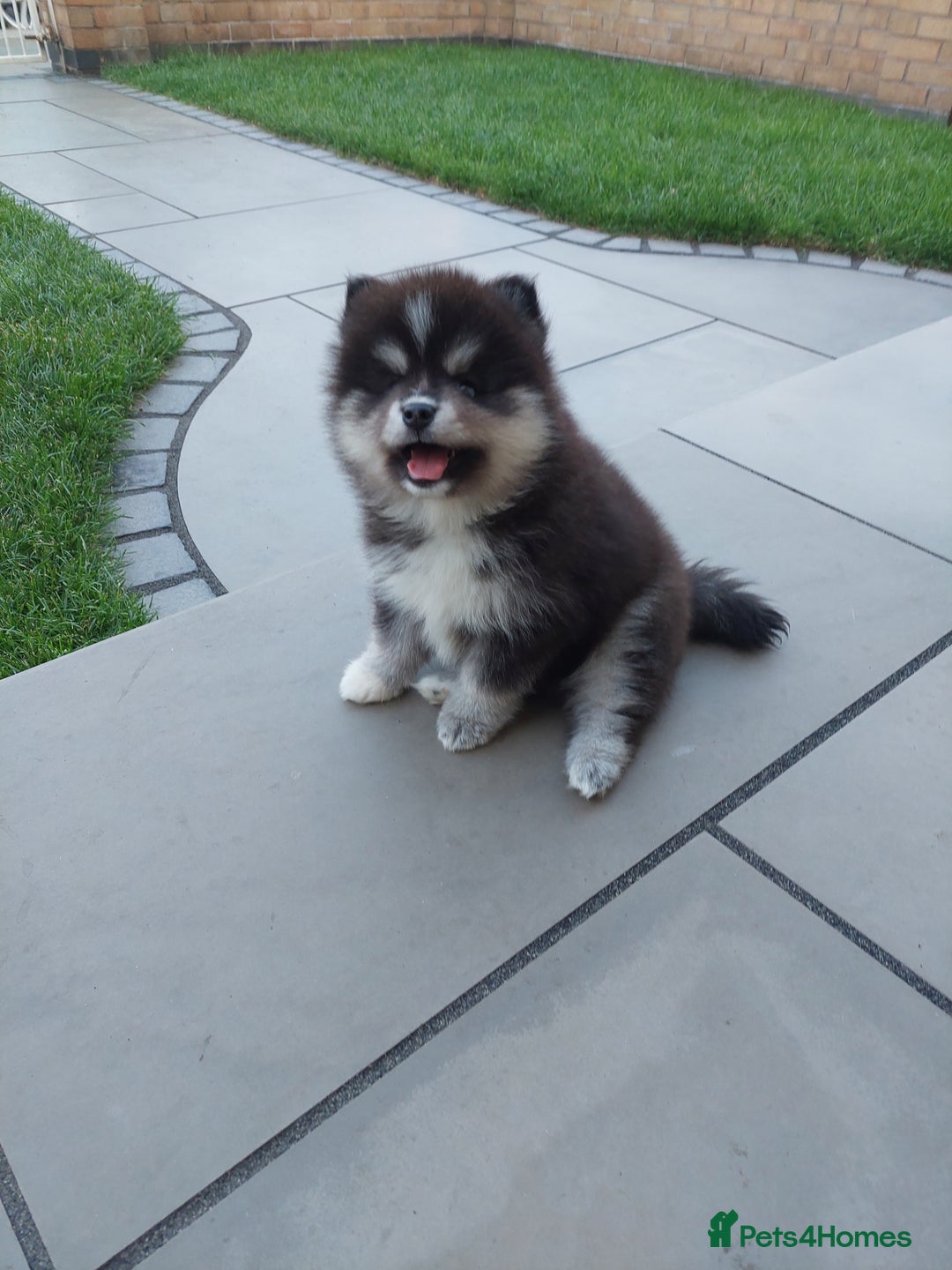 Pomsky dogs for sale: Female pomsky puppy - Image 4