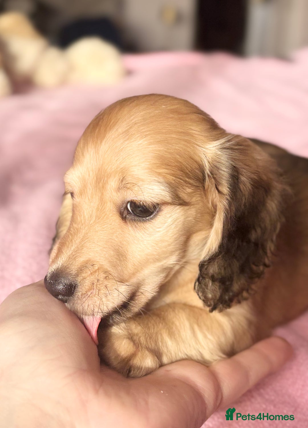 Miniature Dachshund dogs for sale: KC 🐶 Miniature Long Haired Cream Dachshund 🐶  - Advert 16