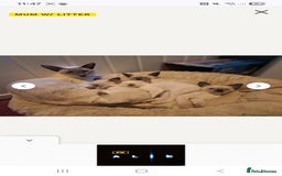 Siamese cats for sale: Beautiful chocolate and Lilac point Siamese boys - Image 2