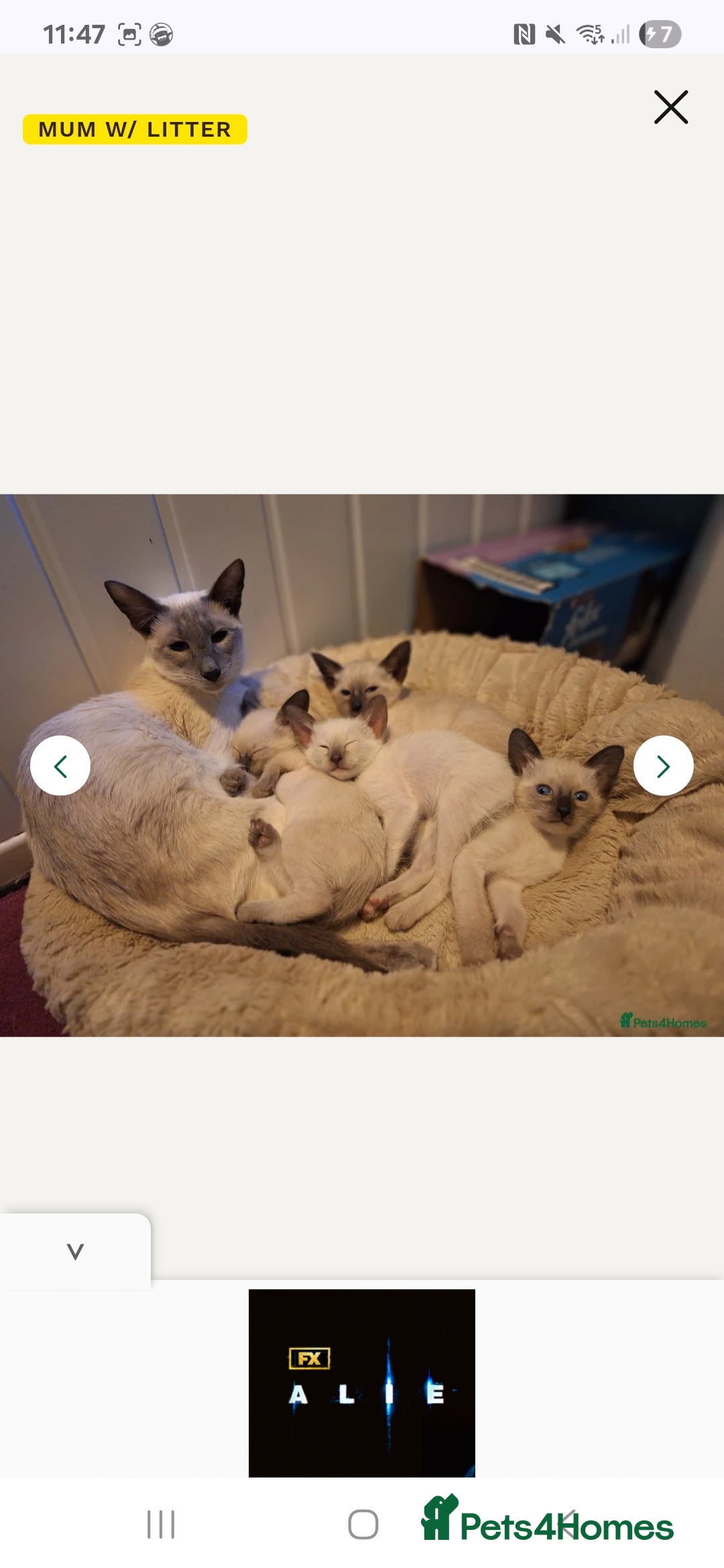 Siamese cats for sale: Beautiful chocolate and Lilac point Siamese boys - Image 2