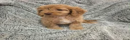 Cavapoo dogs for sale: Last 2 F1 Cavapoo boys. Ready now - Advert 10