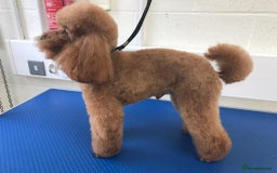 Cockapoo dogs for sale: Cockapoo puppies for Sale - Image 6