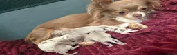 Chihuahua dogs for sale: Tiny Female chihuahua puppies  - Advert 2
