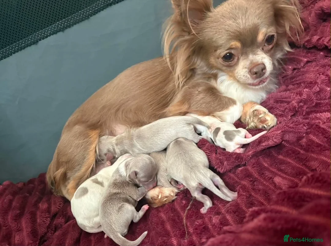 Chihuahua dogs for sale: Tiny Female chihuahua puppies  - Advert 2