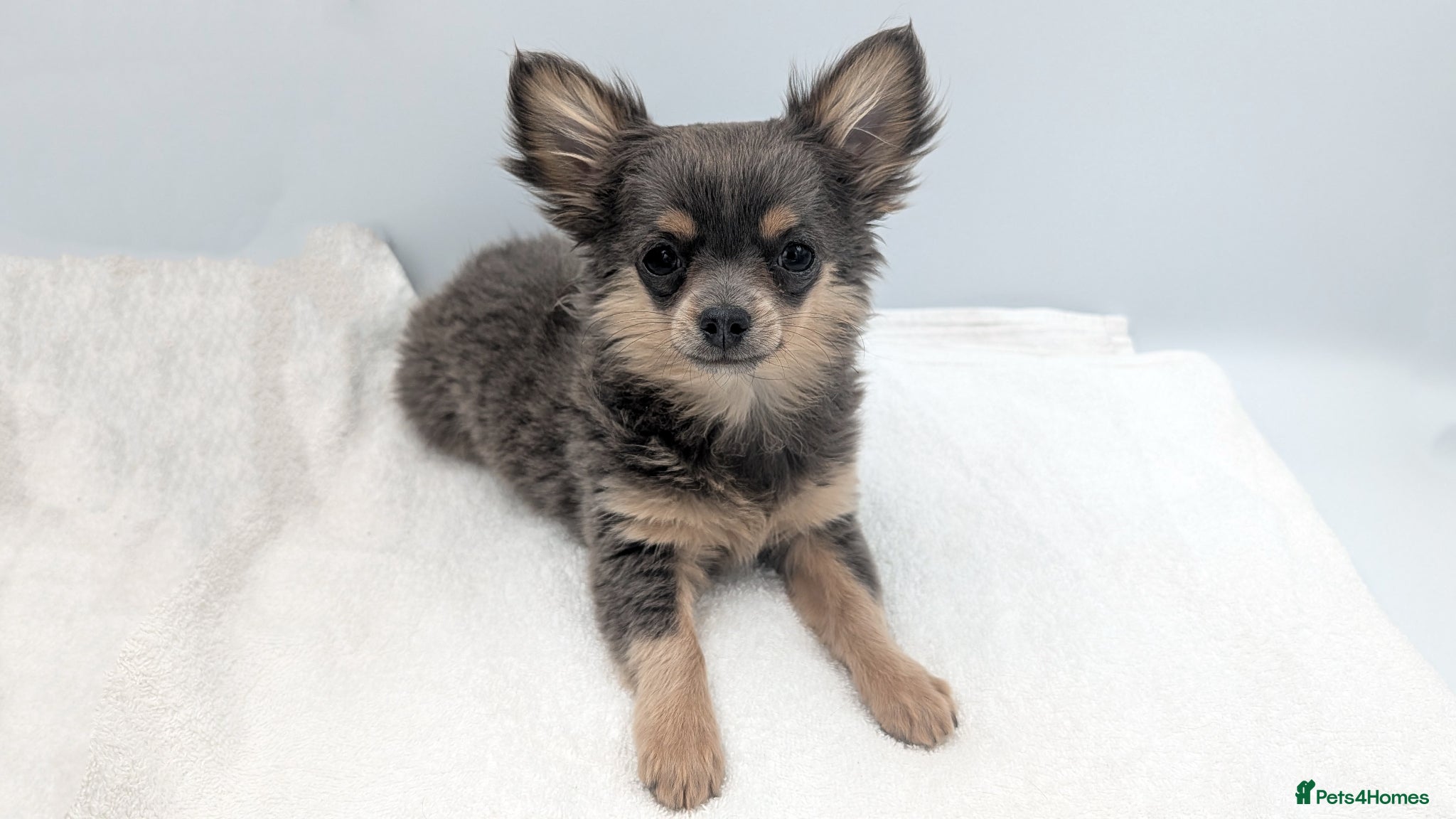 Chihuahua dogs for sale: Kennel Club Longhaired Chihuahua Puppies Blue KC - Advert 6