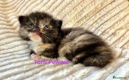 Maine Coon cats for sale: Beautiful, full Maine Coon Kittens. - Image 1