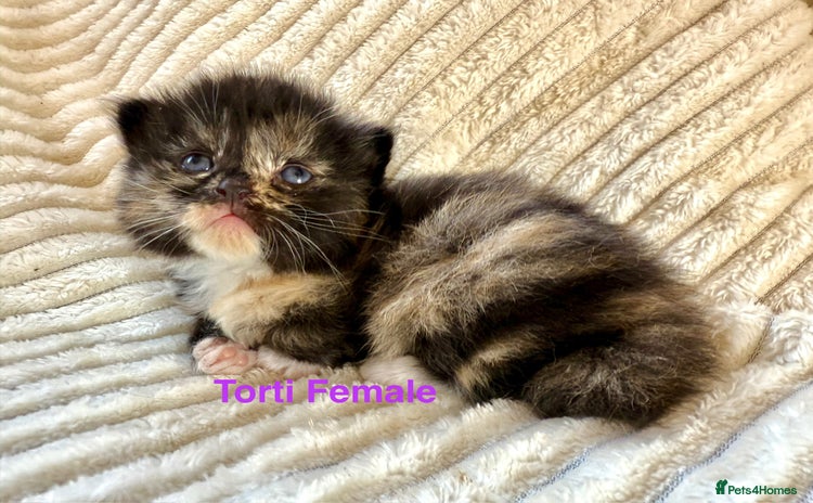 Maine Coon cats - Advert 13