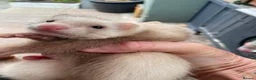 Ferret rodents for sale: 2 Jills for sale  - Advert 1