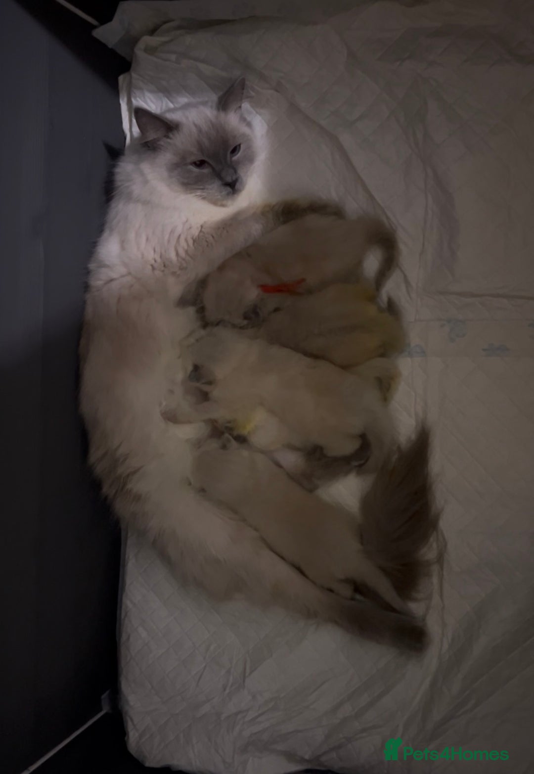 Ragdoll cats for sale: Ragdoll kittens blue point and seal point  - Advert 5