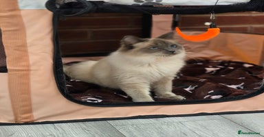Ragdoll cats - Advert 16