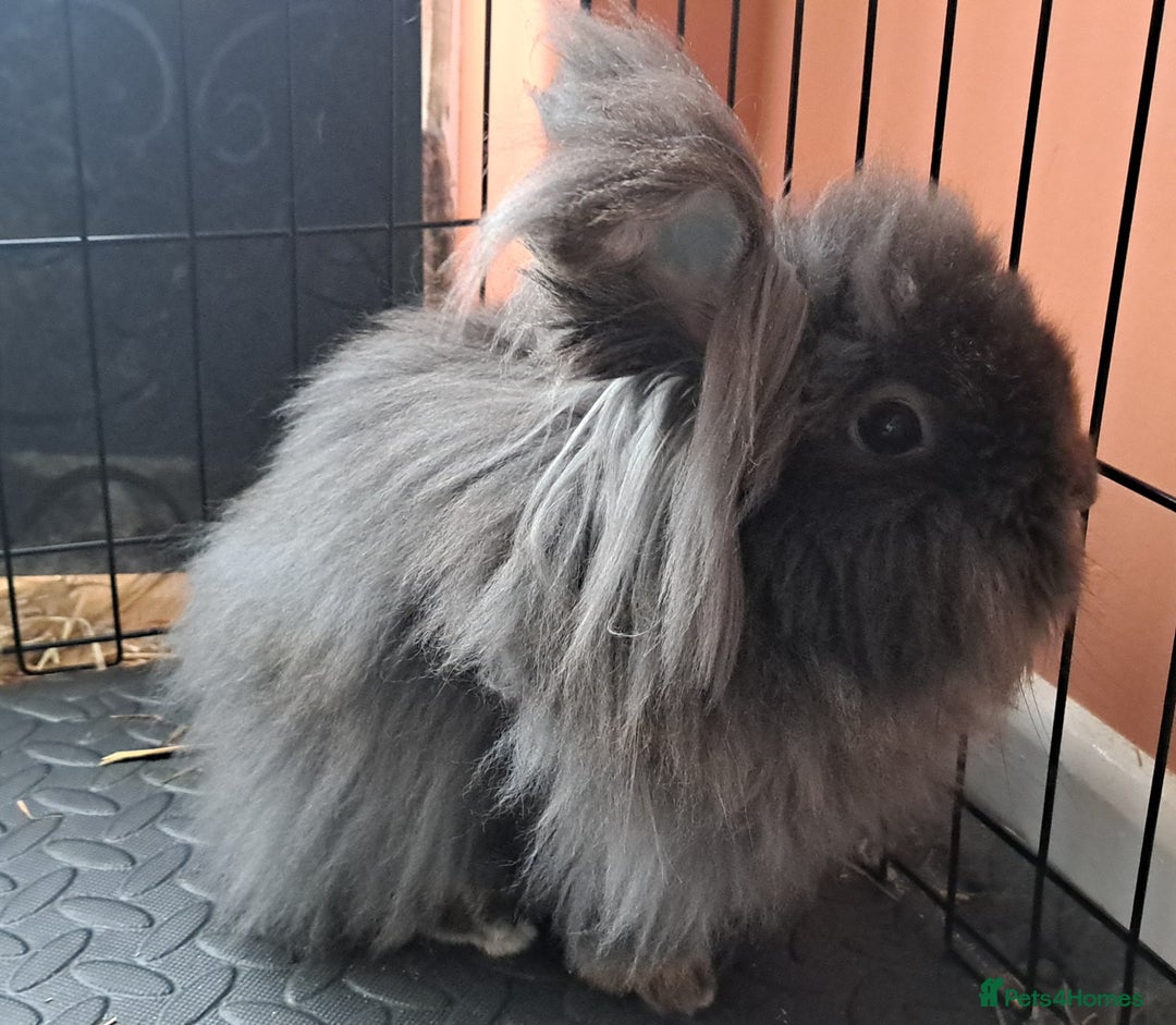 Lionhead rabbits for sale: 2 double maned bonded female lionheads - Advert 2