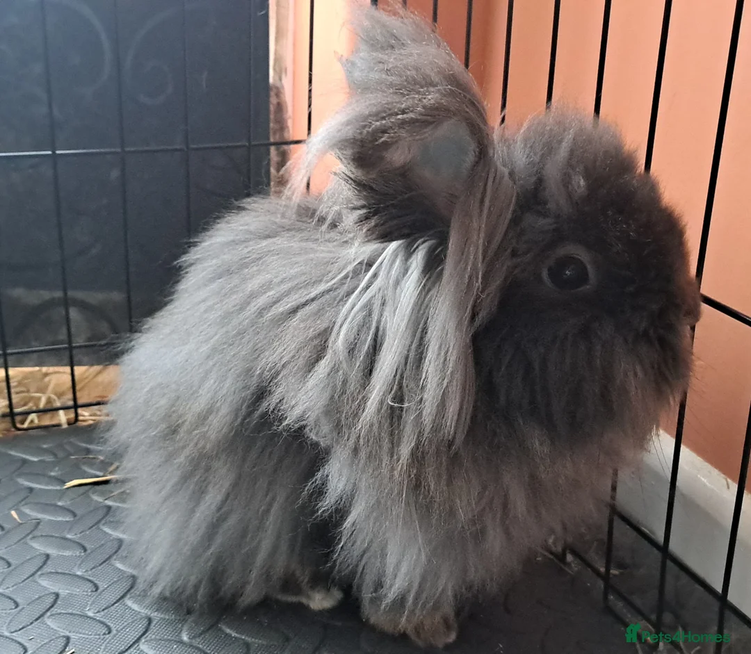 Lionhead rabbits for sale: 2 double maned bonded female lionheads - Advert 2