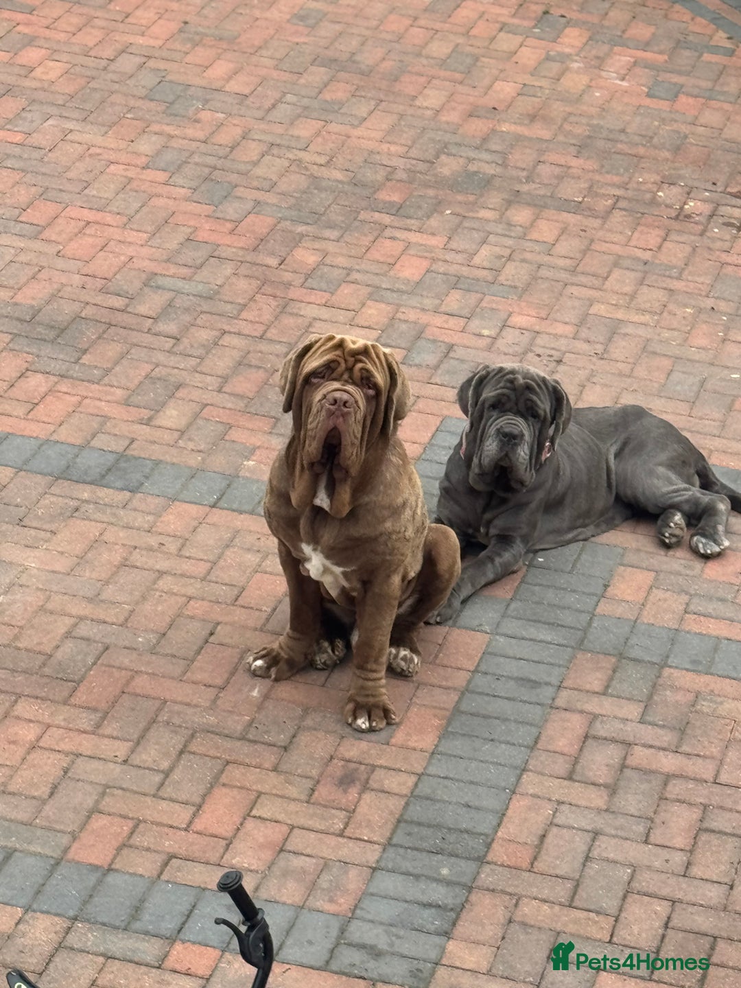 Neapolitan Mastiff dogs for sale: Nelly and vinnie Neapolitan mastiff  - Image 7