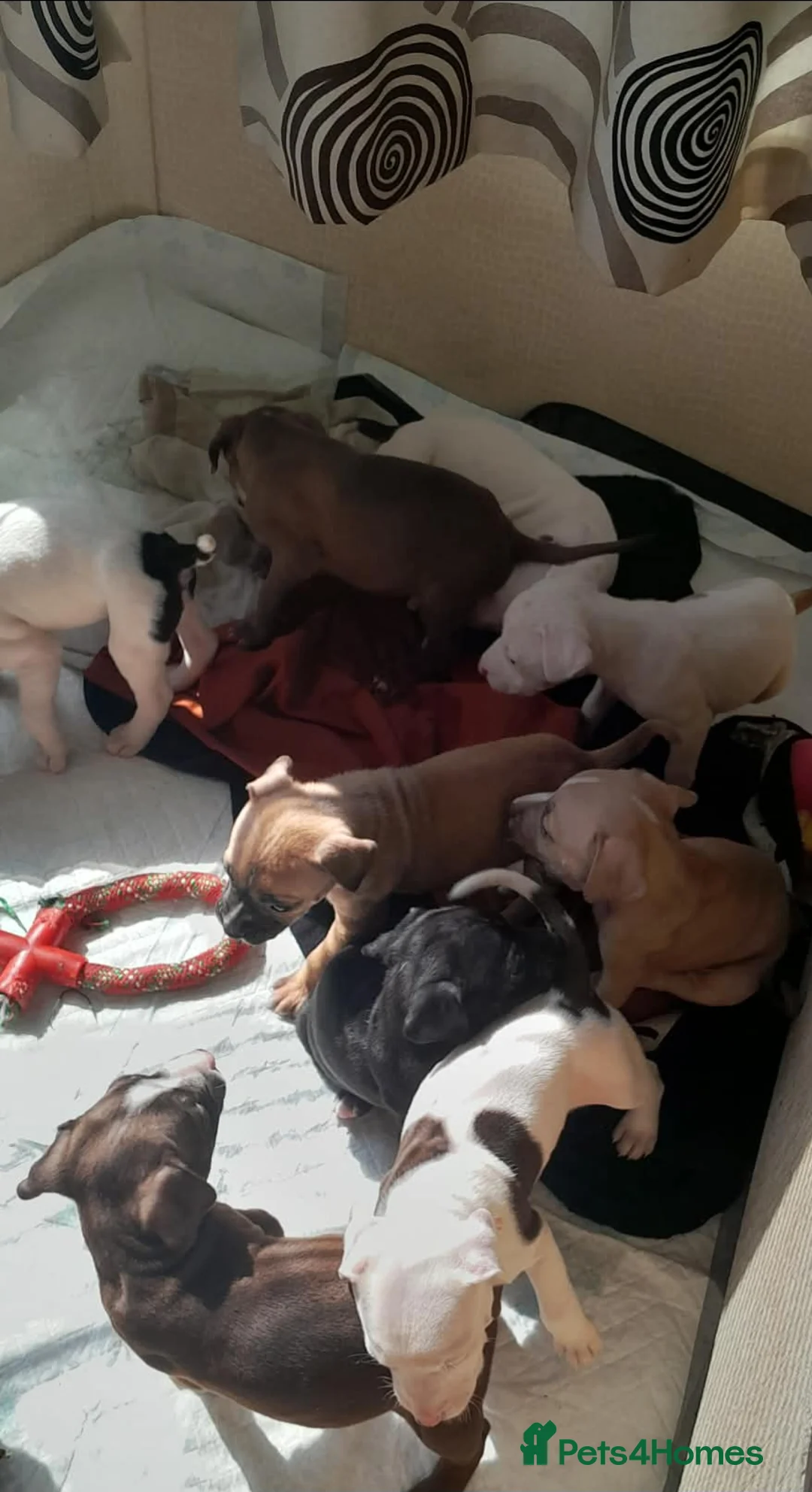 Mixed Breed dogs for sale: Staffy x presa x corso puppies  - Advert 2