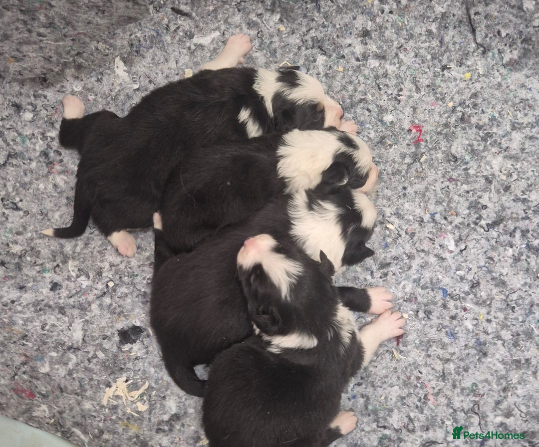 Border Collie dogs for sale: Border Collie Puppies - Advert 1