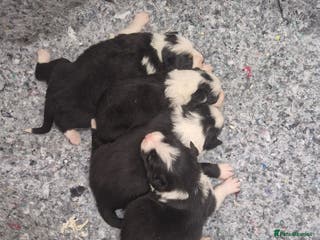 Border Collie dogs Border Collie Puppies - Advert 1