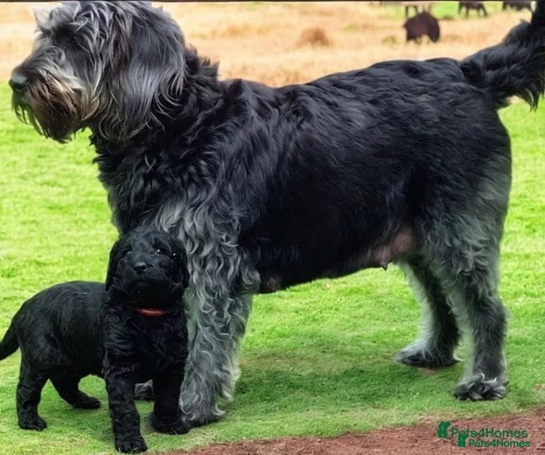 Labradoodle dogs for stud: Bailey the stud  in Glasgow - Advert 26
