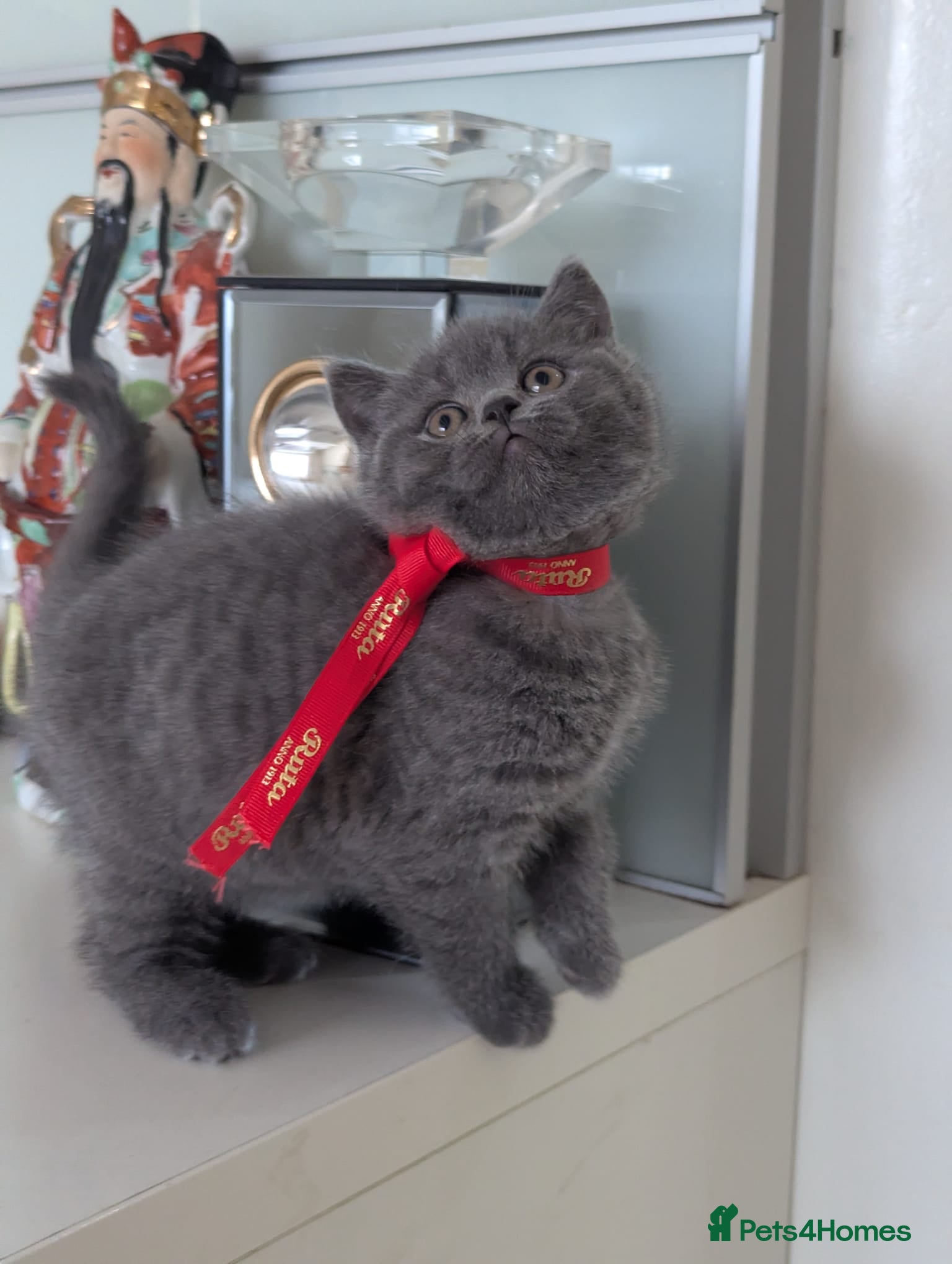 British Shorthair cats Only British shorthair Blue girl left  - Advert 17